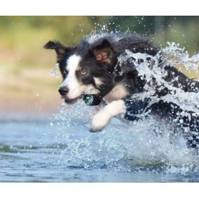 OBROŻA ELEKTRYCZNA TRENINGOWA DLA PS&Oacute;W Z PILOTEM